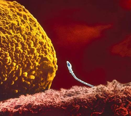Spermatozoizii fac cunostinta cu ovulul