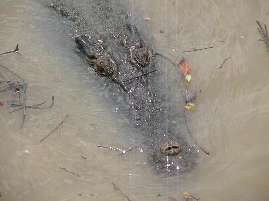 croco