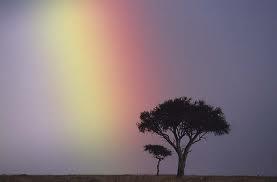 Un arcobaleno nella notte(dominique lapierre)