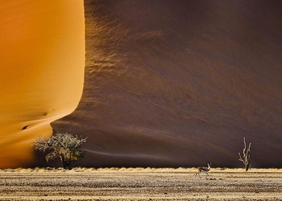 desert_Life
