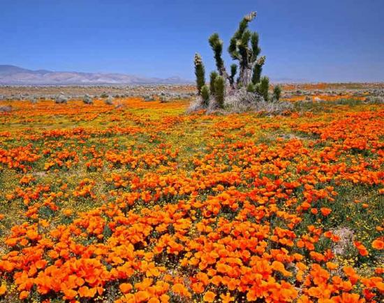 California - Mojave desert