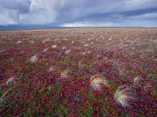 tundra-landscape-russia
