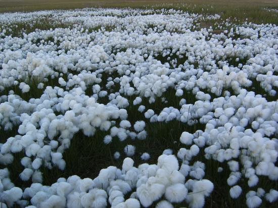 tundra_cotton_field_1_by_Arctic_Stock