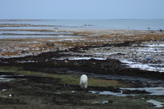 colors-of-the-tundra