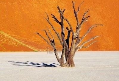 dead-tree-in-dead-vlei--sossusvlei-namib