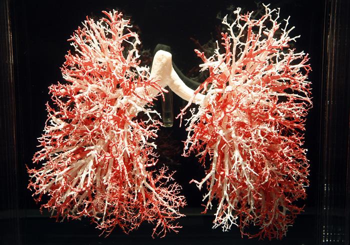 Lungs-Circulatory-Gallery