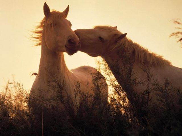 Horse and mare