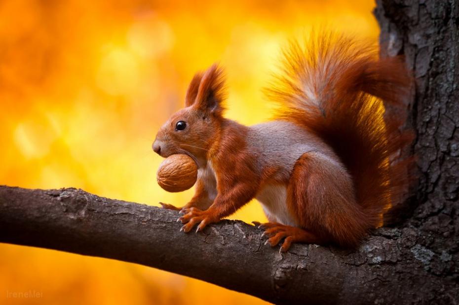 Squirrel getting Lunch