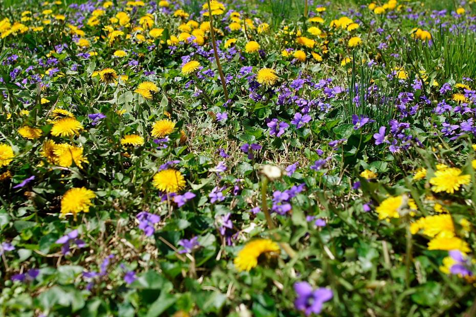 spring-grass-wildflowers