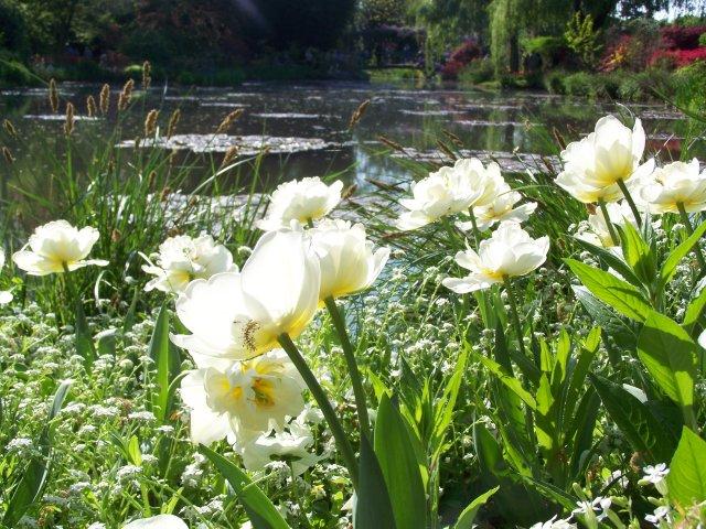 giverny-tulip-1