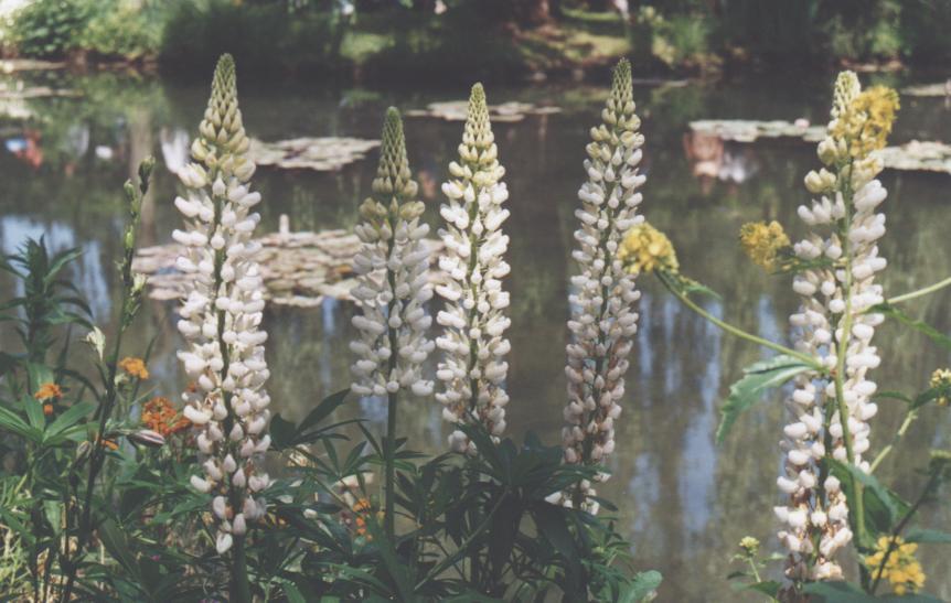 giverny-lupin1