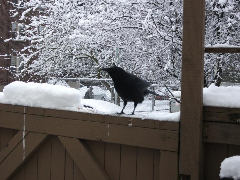 snow-crows-009