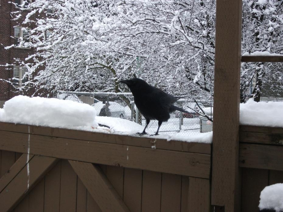 snow-crows-009