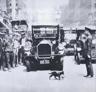 cat carrying her kitten across the street stopping NYC traffic, July 29, 1925.