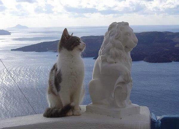 Cat-Lion