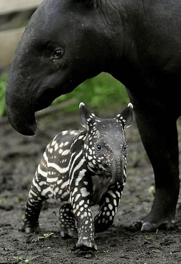 tapirmic