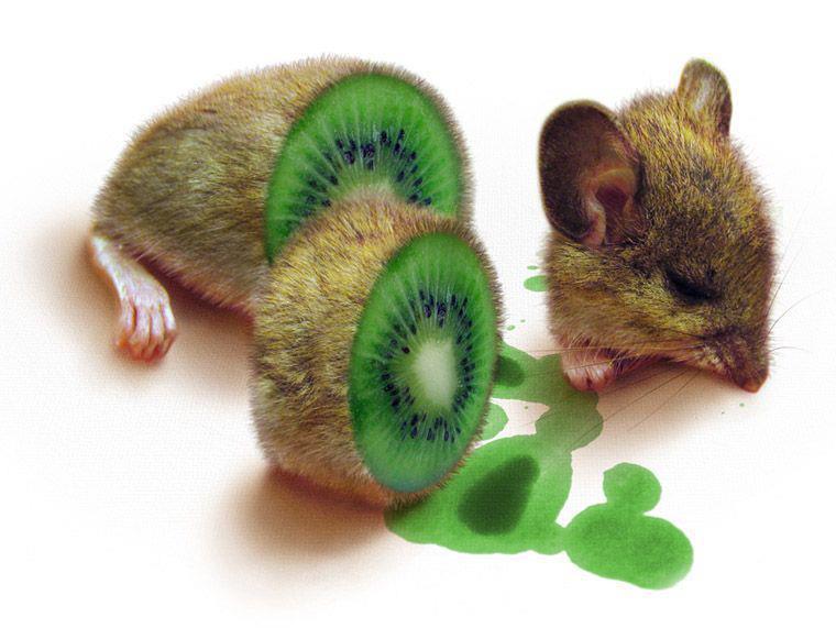 kiwi-mouse