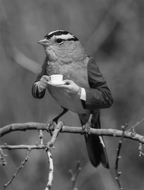bird coffee