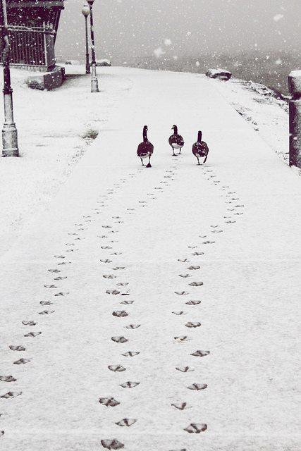 ducks