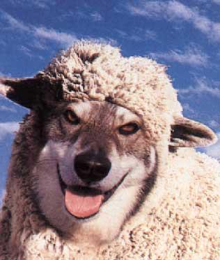 sheep-wolf mask