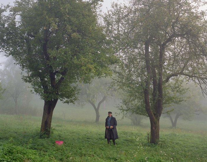 verde din Transilvania