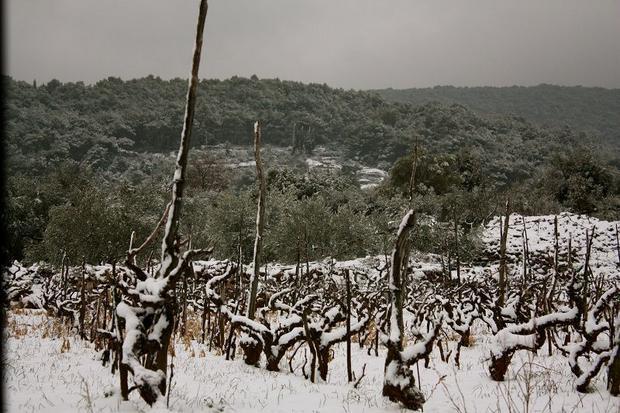 hvar-vines-wine-snow-6 febr.2012