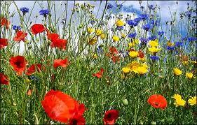 fiori e papaveri