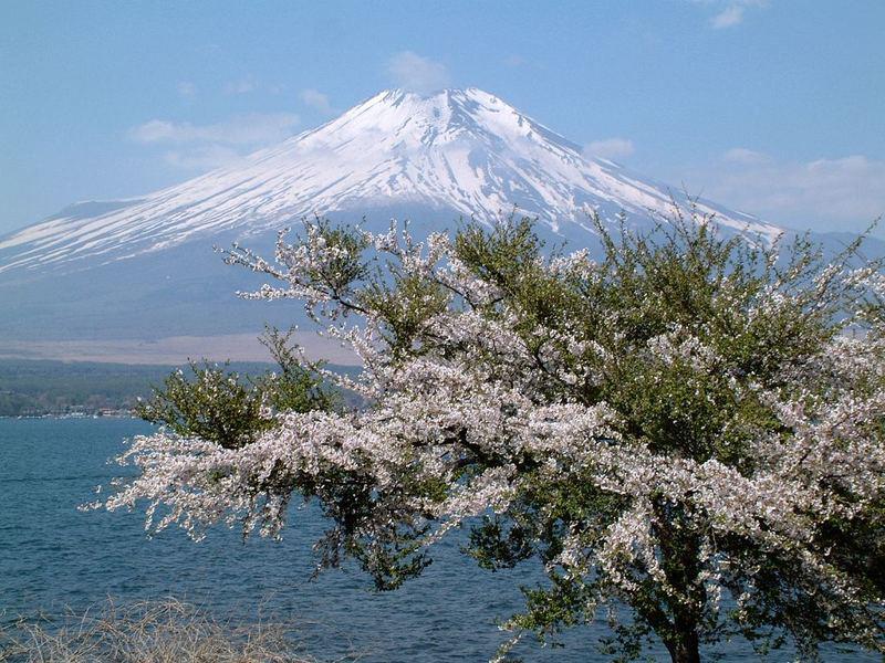 m fuji&sakura blossom