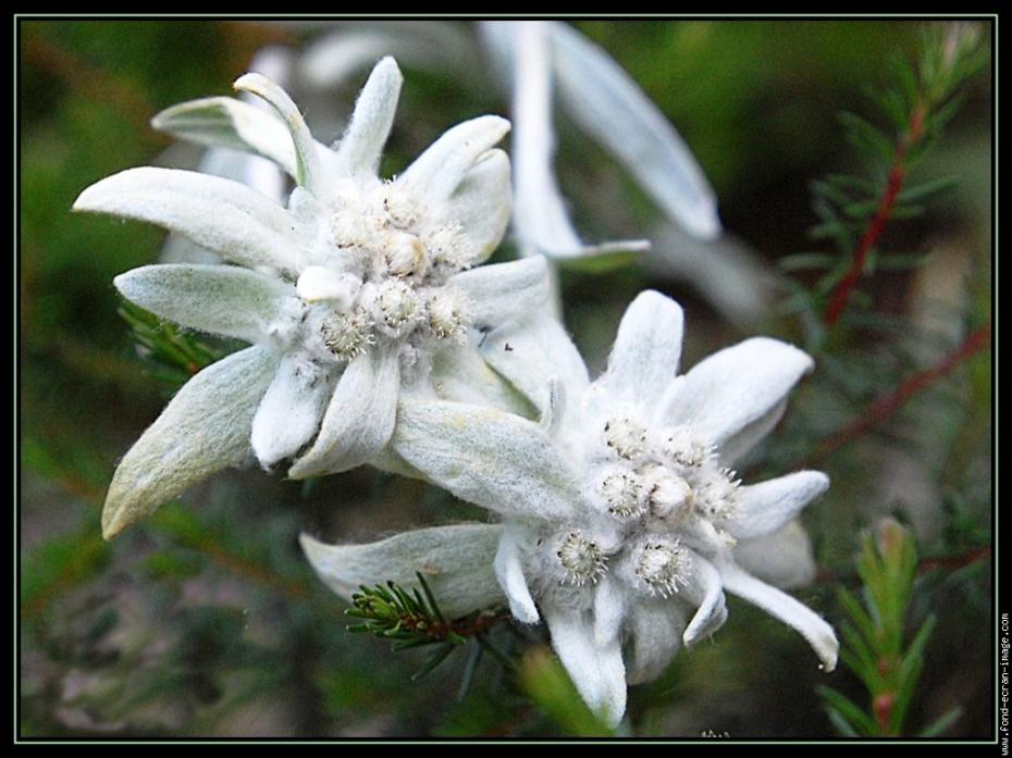 edelweiss-001-gf