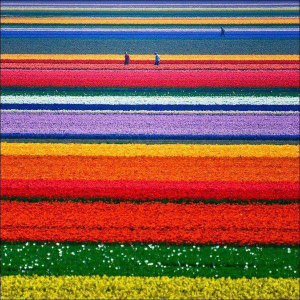Tulipani mon amour Olanda