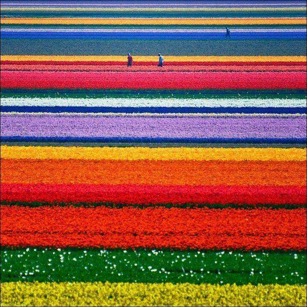 Tulipani mon amour Olanda