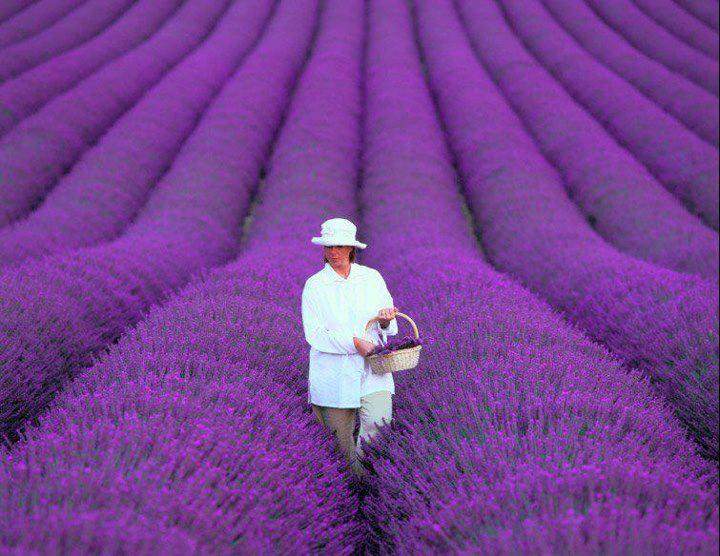 Campi di lavanda in Francia a fine Giugno