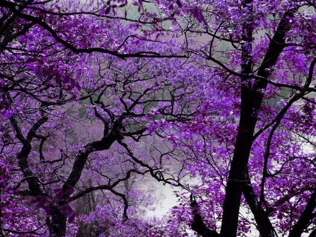 il viola degli alberi