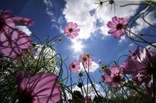 un cielo fra i fiori