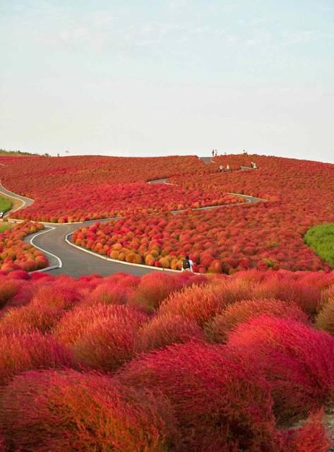Hitachi Seaside Park - Japonia