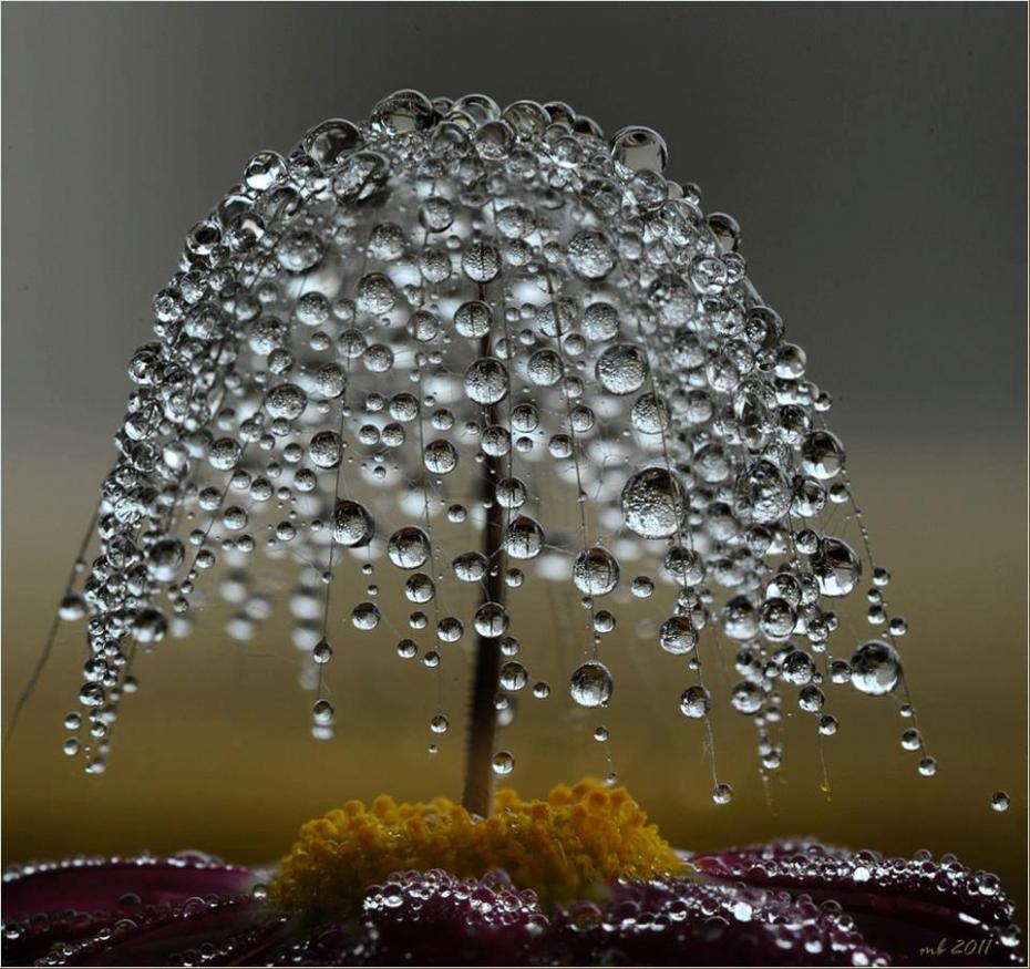 tree of dew