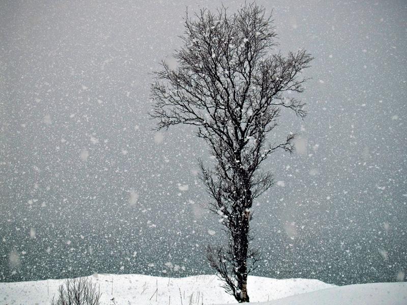 tree_snowing