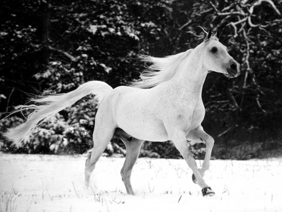 white-stallion-in-the-snow