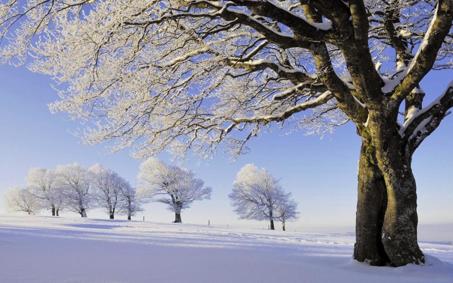 trees-winter-snow-frost