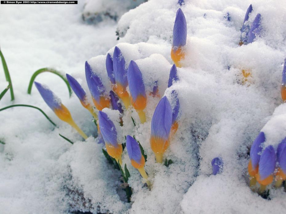 crocus_snow