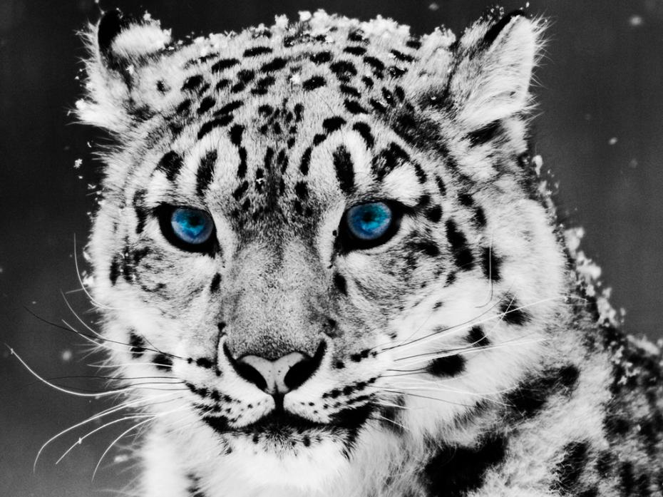 snow-leopardo