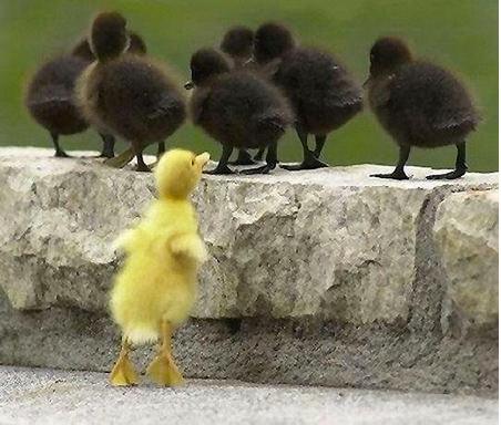 Don't worry, be different