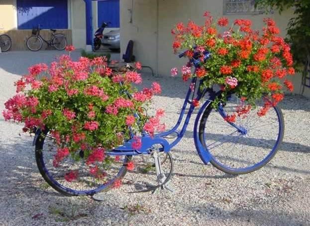 bicicl flori