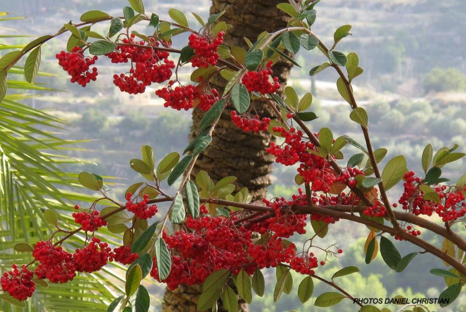 baies rouges