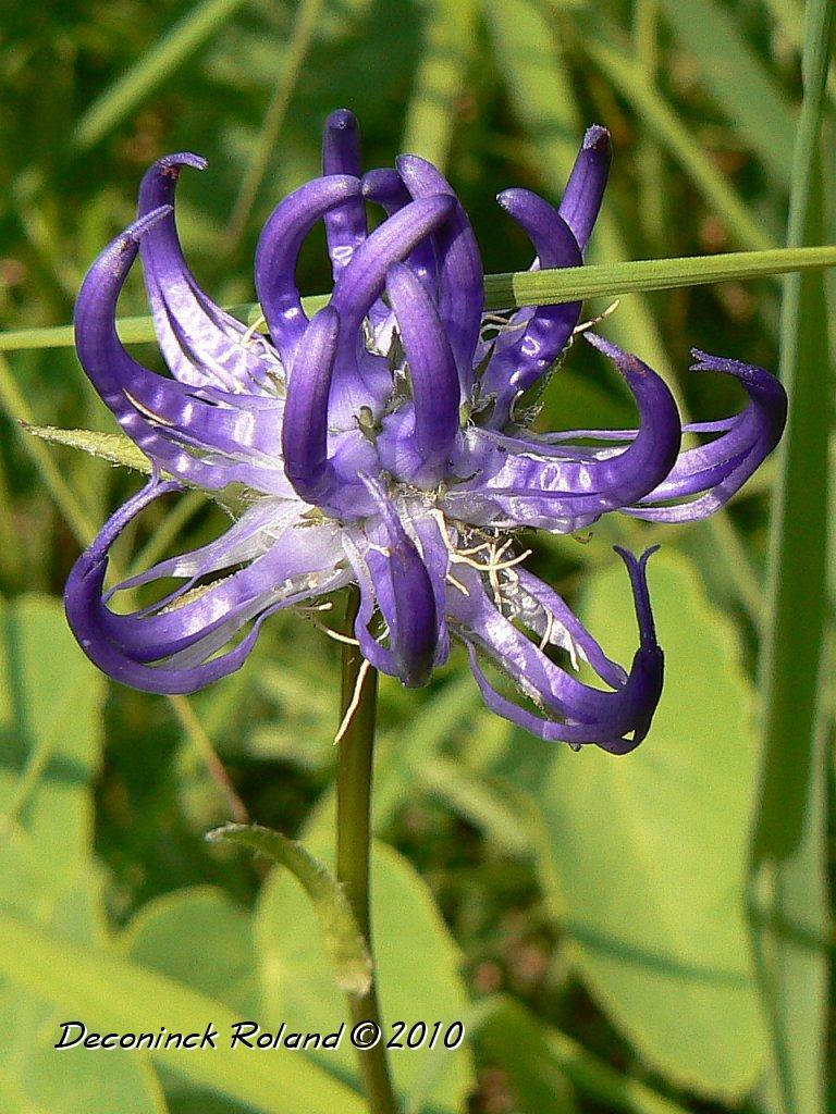 fleurs