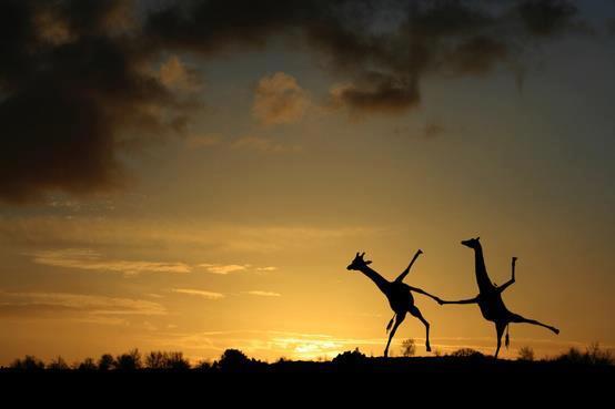 giraffe danzatrici