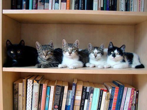 mici e libri