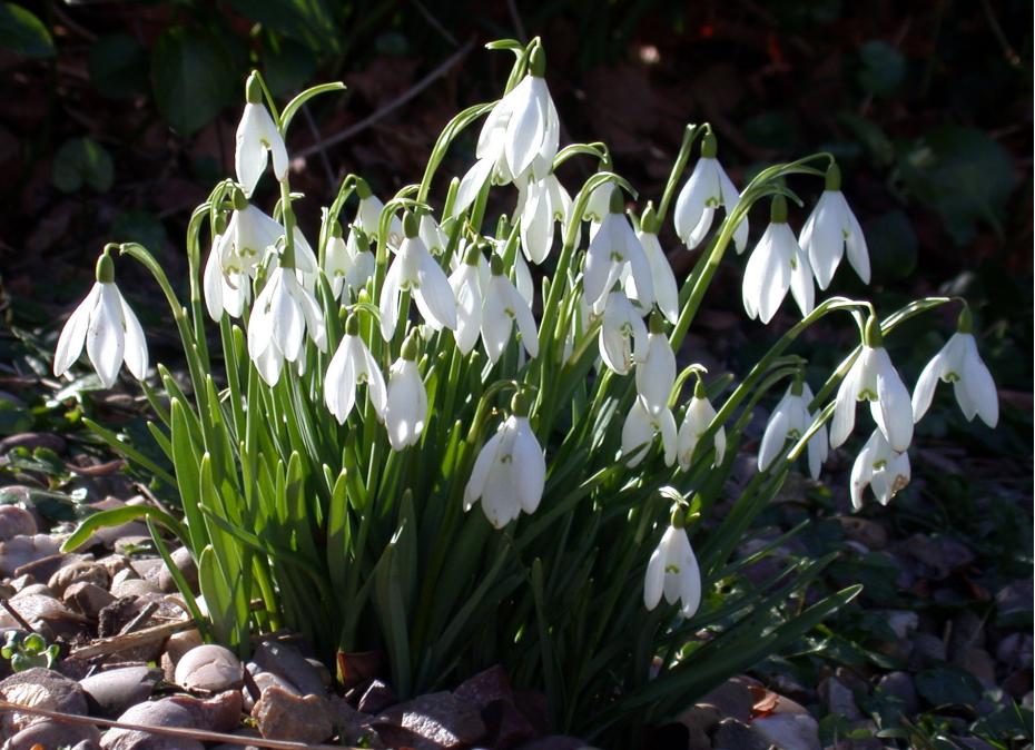 snowdrops2