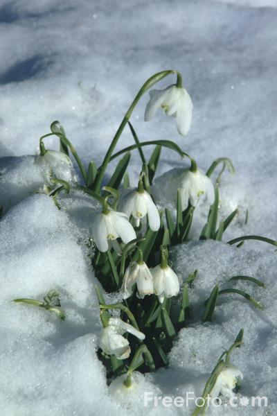 snowdrops-in-more-snow