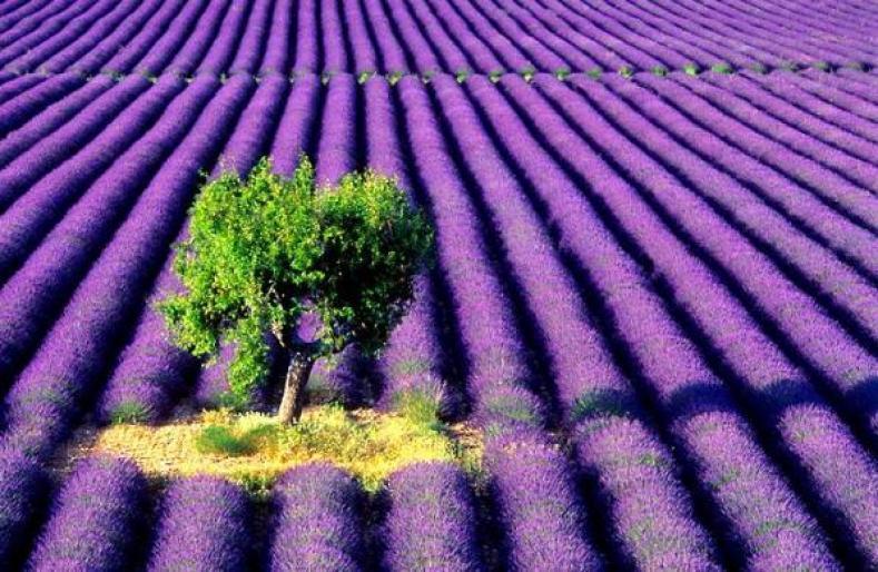 lavanda